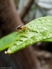 Ceratitis capitata