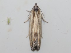 Eucosma radiatana