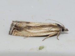 Eucosma radiatana