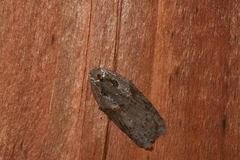 Acleris maculidorsana