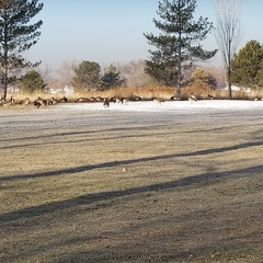 Branta canadensis