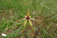 Caladenia longiclavata