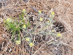 Physaria rectipes