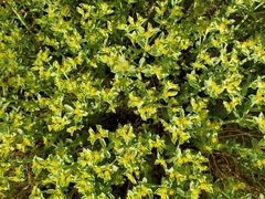 Tithymalus