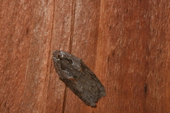 Acleris maculidorsana