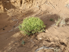 Tithymalus
