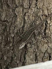 Sceloporus edbelli
