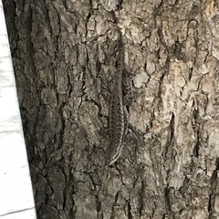 Sceloporus edbelli