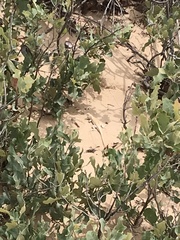 Sceloporus arenicolus