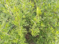 Fraxinus greggii