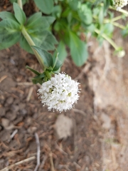 Valeriana capitata