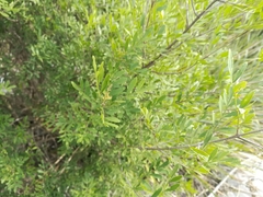 Fraxinus greggii