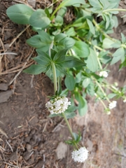Valeriana capitata