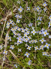 Houstonia caerulea