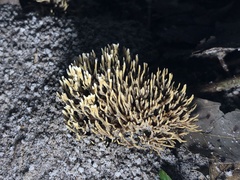 Thelephora ramarioides