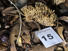 Thelephora ramarioides