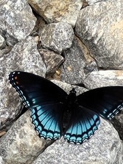 Limenitis arthemis astyanax