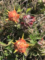 Castilleja mendocinensis