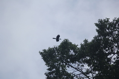 Anthracoceros malayanus