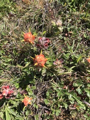 Castilleja mendocinensis