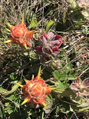 Castilleja mendocinensis