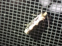 Scardiinae
