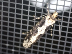 Scardiinae