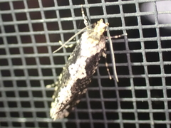 Scardiinae