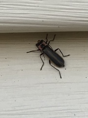 Podabrus brevicollis