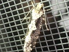 Scardiinae