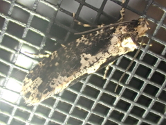 Scardiinae