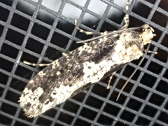 Scardiinae