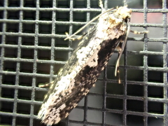 Scardiinae