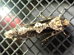 Scardiinae