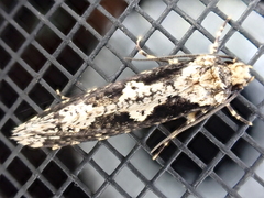 Scardiinae