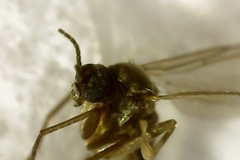 Sciaridae