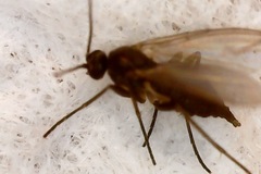Sciaridae