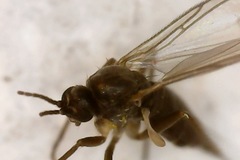 Sciaridae