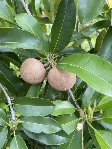 Manilkara zapota observed 2021-05-06