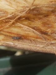 Diocalandra frumenti