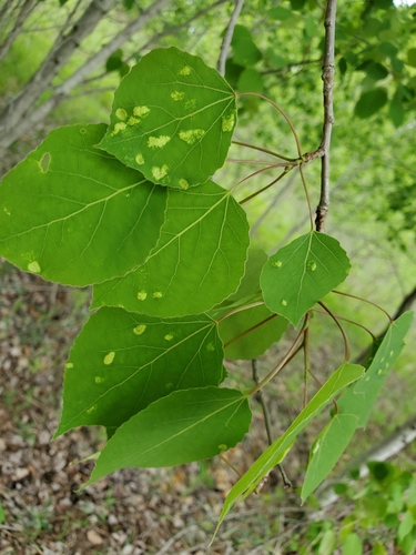 Phyllocoptes didelphis