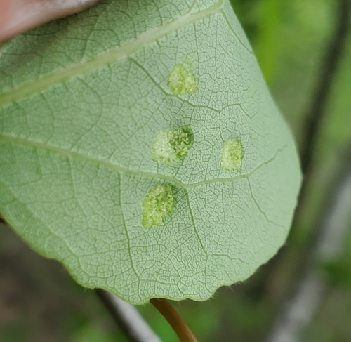 Phyllocoptes didelphis