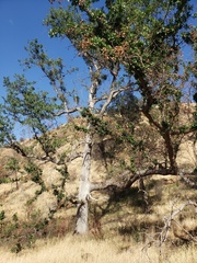 Quercus × jolonensis