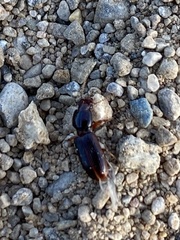 Clivina