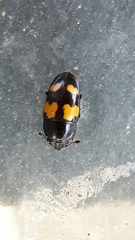 Glischrochilus fasciatus