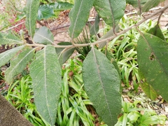 Vernonanthura patens
