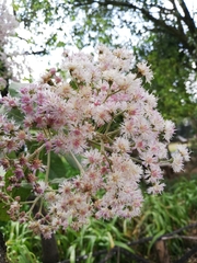 Vernonanthura patens