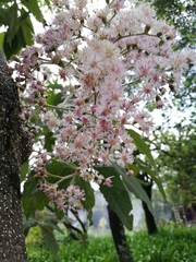Vernonanthura patens