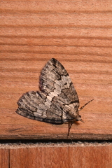 Hydriomena ruberata