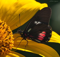 Archonias brassolis tereas